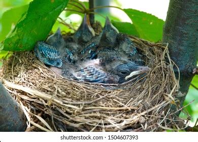 958 Blue Jay Nest Royalty-Free Images, Stock Photos & Pictures ...