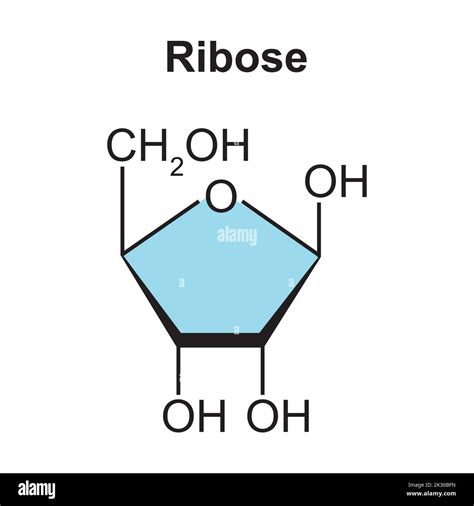 Chemical Structure of Ribose Sugar Molecule. Vector Illustration Stock Vector Image & Art - Alamy