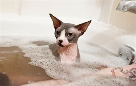 Sphynx Cat Takes Bubble Bath | Sphynx cat, Sphynx, Cat facts