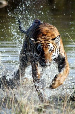 The South China Tiger, Beautiful, Big, Wild Cat Photographs brought to you by HDW Enterprises ...