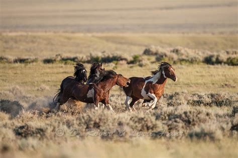 Wild mustang stallions fighting in Wyoming | Wild mustangs, Mustang ...