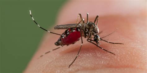 Dengue : le virus manipule le moustique « Aedes » et les humains pour se répandre