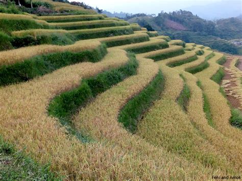 Travel and food tales: Hoang Su Phi - Rice terraces in the sky