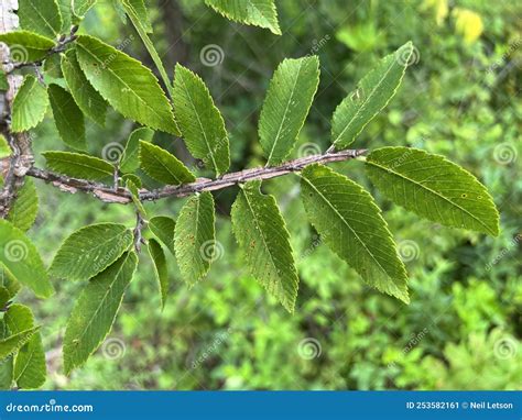 Tree Identification. Leaf. Winged Elm Stock Image - Image of winged ...