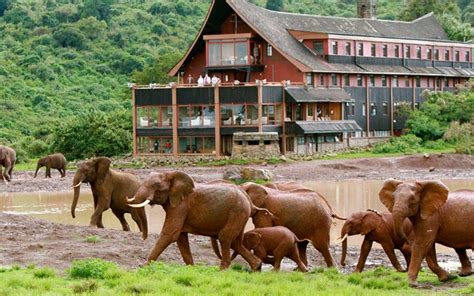 The Ark Lodge - Safari Accommodation in Aberdares, Kenya