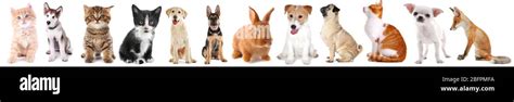 Collage of cute baby animals on white background Stock Photo - Alamy