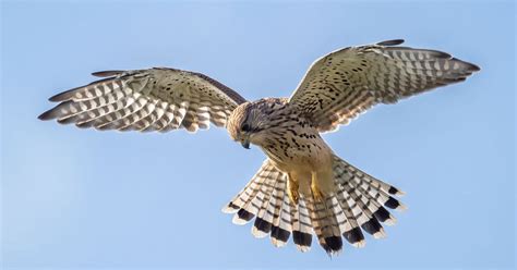 Kestrel Hovering: A Complete Guide | Birdfact