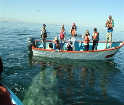 Whale watching in Baja Lagoons by Graywhale Watching - Issuu