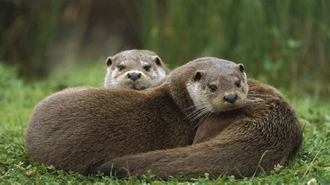 Wallpaper european, otter, couple, grass, lie hd, picture, image