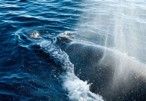 Whale Watching & Whale Safari Cruises in the Arctic & Antarctica