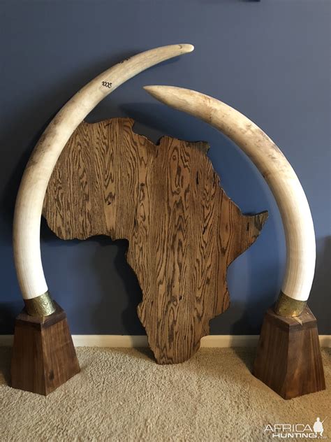 Elephant Tusks | AfricaHunting.com