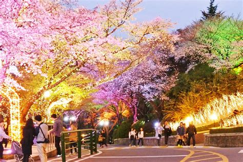 Myeong-dong: Cherry Blossoms at N Seoul Tower (Namsan Park) near Myeongdong, Seoul