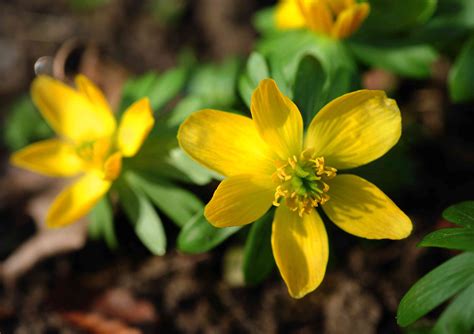 How to Grow and Care for Winter Aconite Plants