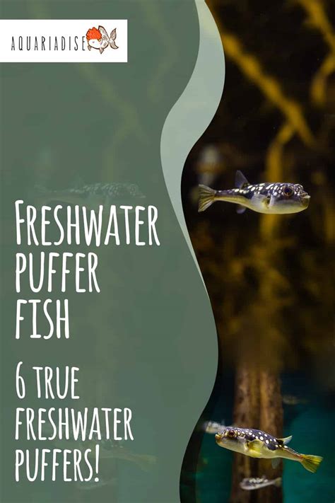 Freshwater puffer fish | 6 true freshwater puffers! - Aquariadise