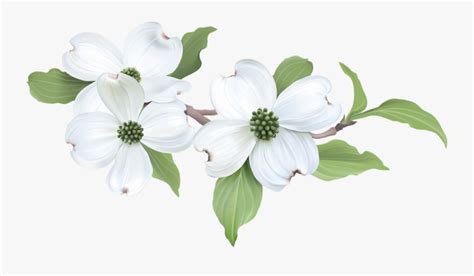 Flowering Dogwood , Free Transparent Clipart - ClipartKey