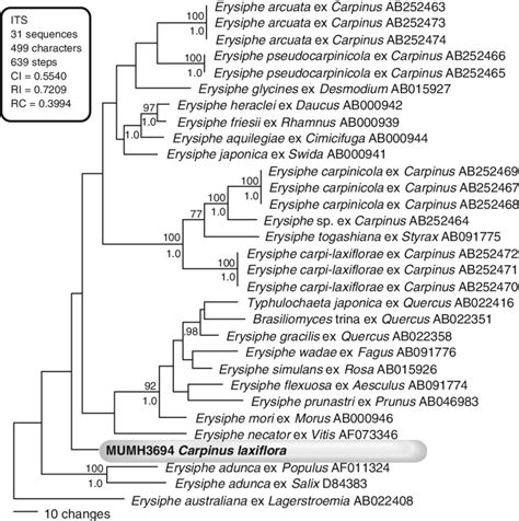 Phylogenetic analysis of the nucleotide sequences of the internal... | Download Scientific Diagram