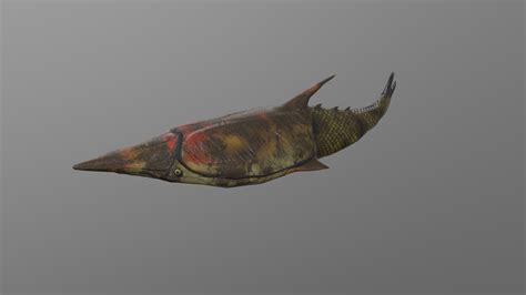 Pteraspis rostrata - 3D model by Paleobiome [84efacb] - Sketchfab