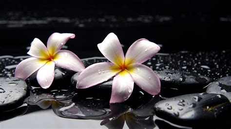 Wallpapers of Flowers - The HD Wallpaper | Plumeria flowers, Flower ...