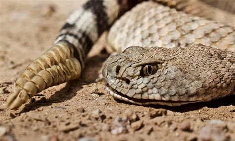 Mongoose Vs Rattlesnake: Who Would Win the Fight? - A-Z Animals