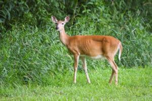 CWD Deer Symptoms (how to tell if a deer has Chronic Wasting Disease)