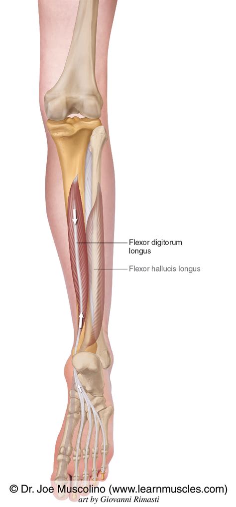 Flexor Digitorum Longus - Learn Muscles