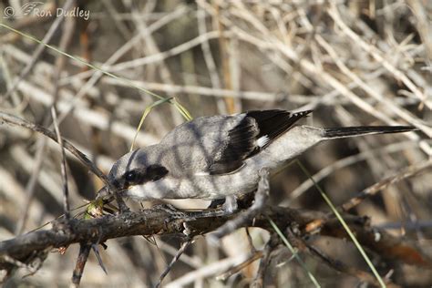 Young Loggerhead Shrike Practicing His Prey-impaling Skills – Feathered ...