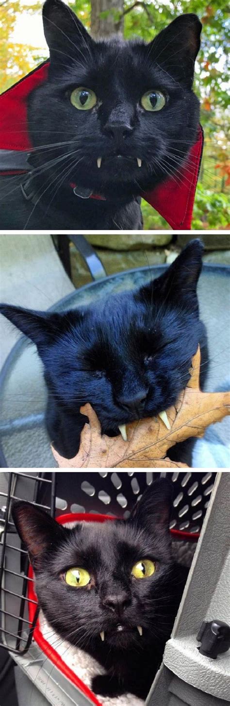 Black cat with vampire teeth: This is something rarely seen! Monk is no ordinary rescued kitten ...