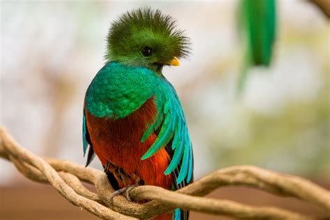 Xcaret Presents a Magnificent Quetzal Bird Exhibit for the Delight of its VisitorsPresenta ...