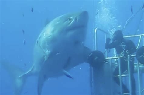 Largest Great White Shark Pictures