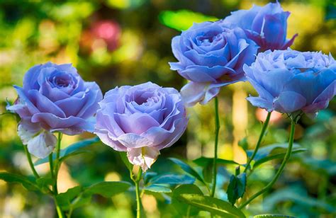Curious Questions: Why is there no such thing as a truly blue rose? And will we ever have one ...