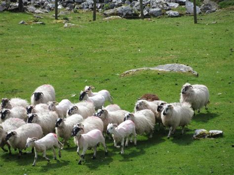 Kissane Sheep Farm | County kerry, Killarney ireland, Ireland travel