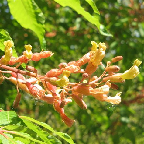 Franklin & Marshall - Yellow Buckeye (Aesculus flava)