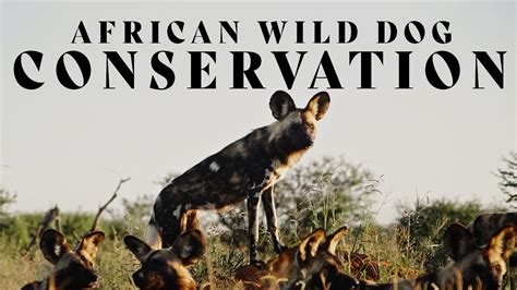 African Wild Dog Conservation | In the Field with Donal Boyd - YouTube