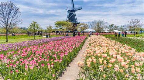 Tulip Festival with Lilly Pulitzer - Holland, MI Pt. 1 | Tulip festival, Visit holland, Tulips