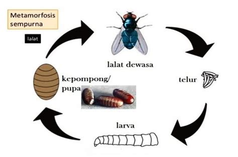 Serba Serbi Biologi: Metamorfosis Lalat