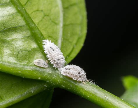 How to identify common houseplant pests — HOMESTEAD BROOKLYN