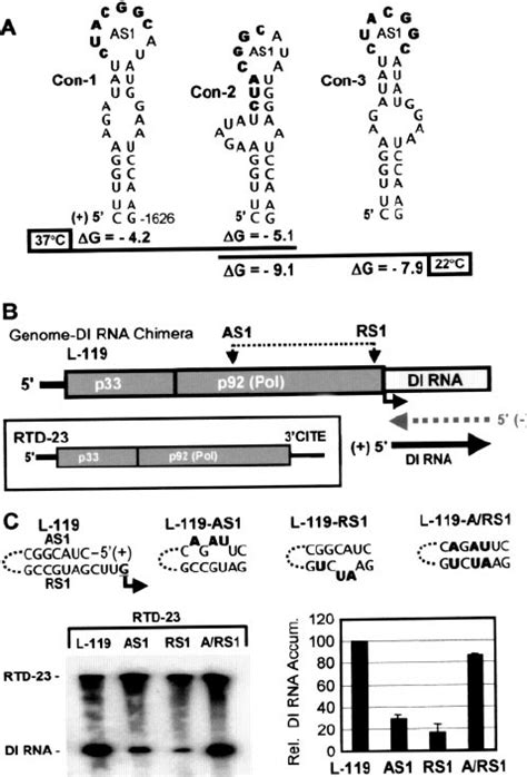 Analysis of the AS1/RS1 interaction in a genome-DI RNA chimera. (A)... | Download Scientific Diagram