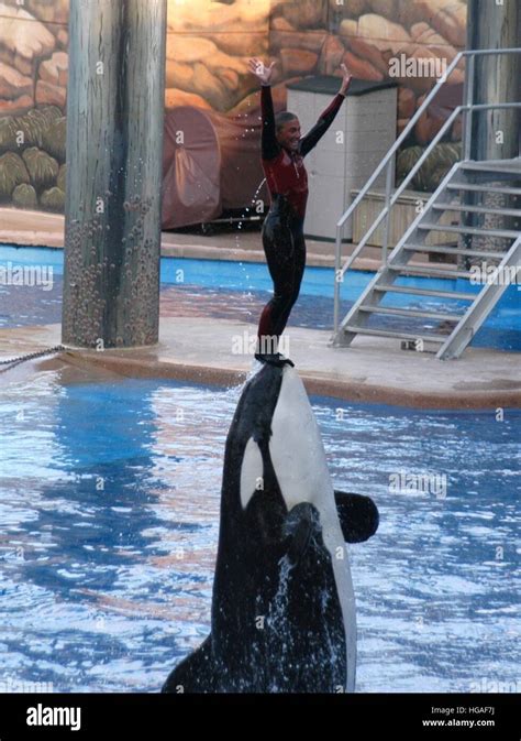 File. 7th Jan, 2017. Tilikum, the orca that killed a trainer at ...