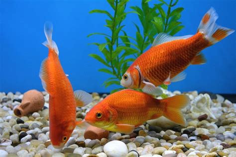 How Often Should You Feed Goldfish? (Complete Information)