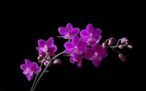 🔥 [70+] Purple Orchid Wallpapers | WallpaperSafari