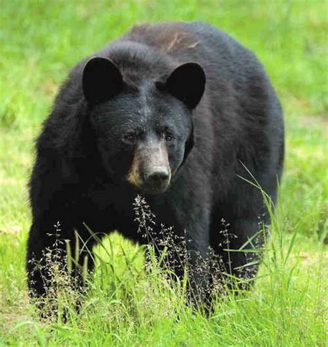 West Virginia State Animal: Black Bear (Ursus americanus) | Black bear ...