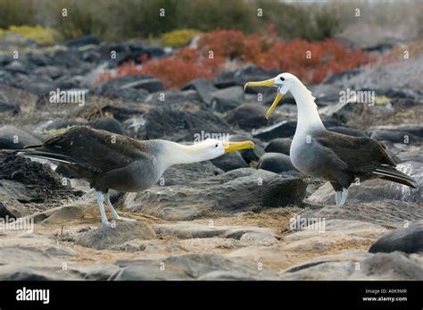 Waved Albatross (Phoebastria irrorata) Courtship dance, Hood Is ...