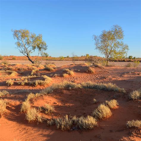 Australian Desert Plants