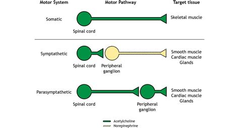 Peripheral Nervous System – Introduction to Neuroscience