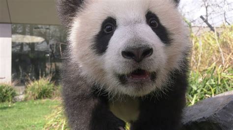 Erster Ausflug der Pandabrüder im Zoo Berlin - First excursion of the Panda brothers at Zoo ...