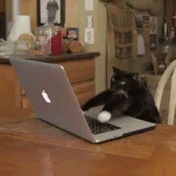 Cat Typing GIF - Cat Typing Fast - Discover & Share GIFs