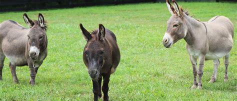 Little Longears Miniature Donkey Rescue