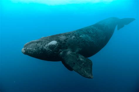 First North Atlantic Right Whale To Be Found Dead This Year Likely Hit By Boat - Awesome Ocean