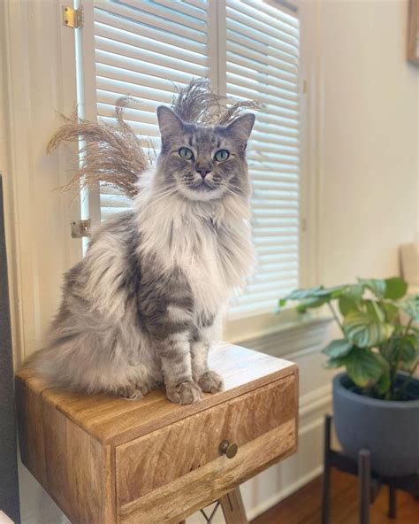 The RagCoon – A Majestic Maine Coon Ragdoll Mix