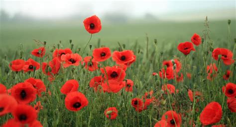 Flanders Poppies honor sacrifices made in The Great War | News ...